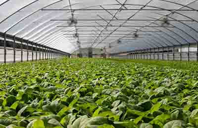 農(nóng)業(yè)標(biāo)準(zhǔn)化論文